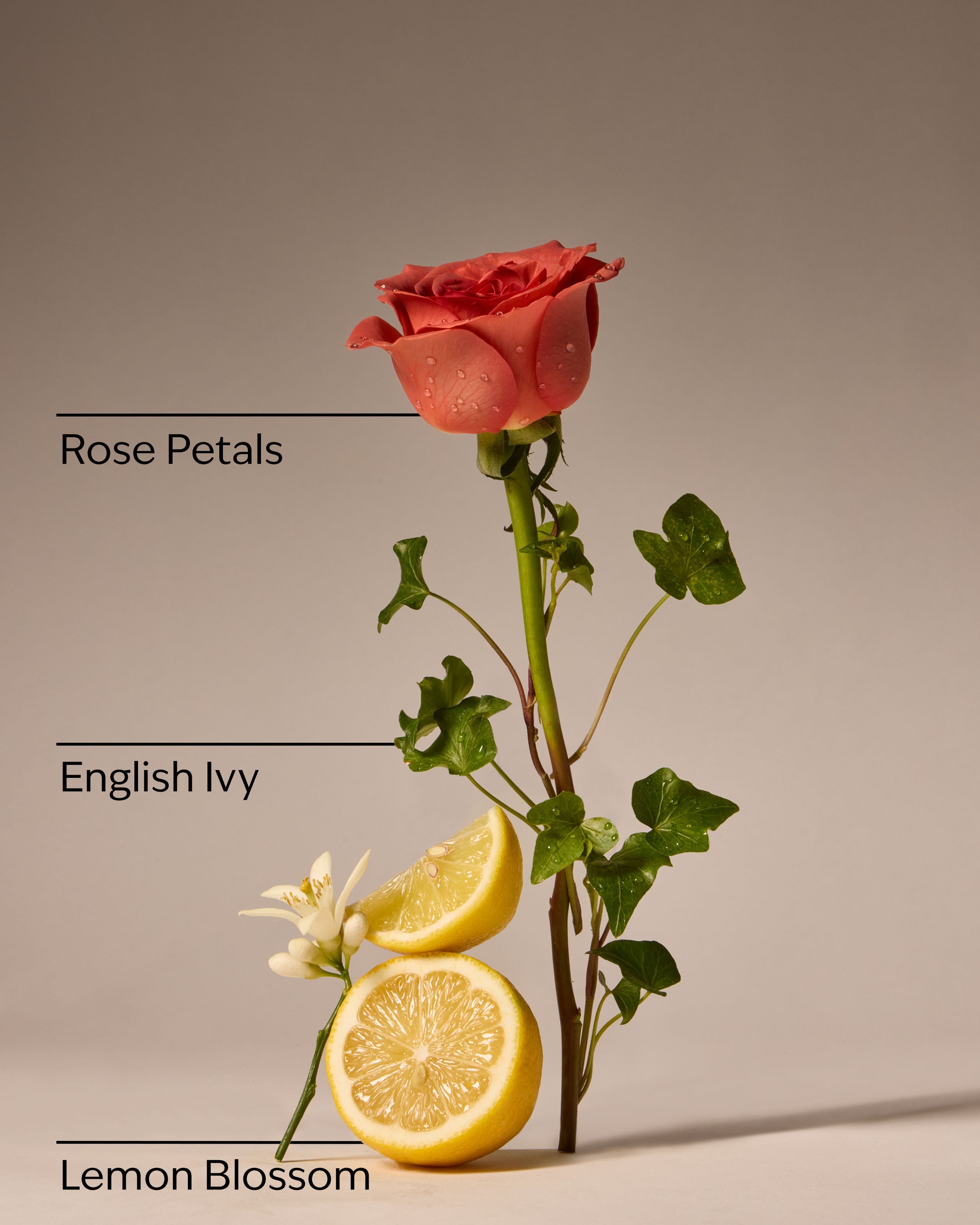 Rose Water & Ivy Wallflowers Refills 2-Pack