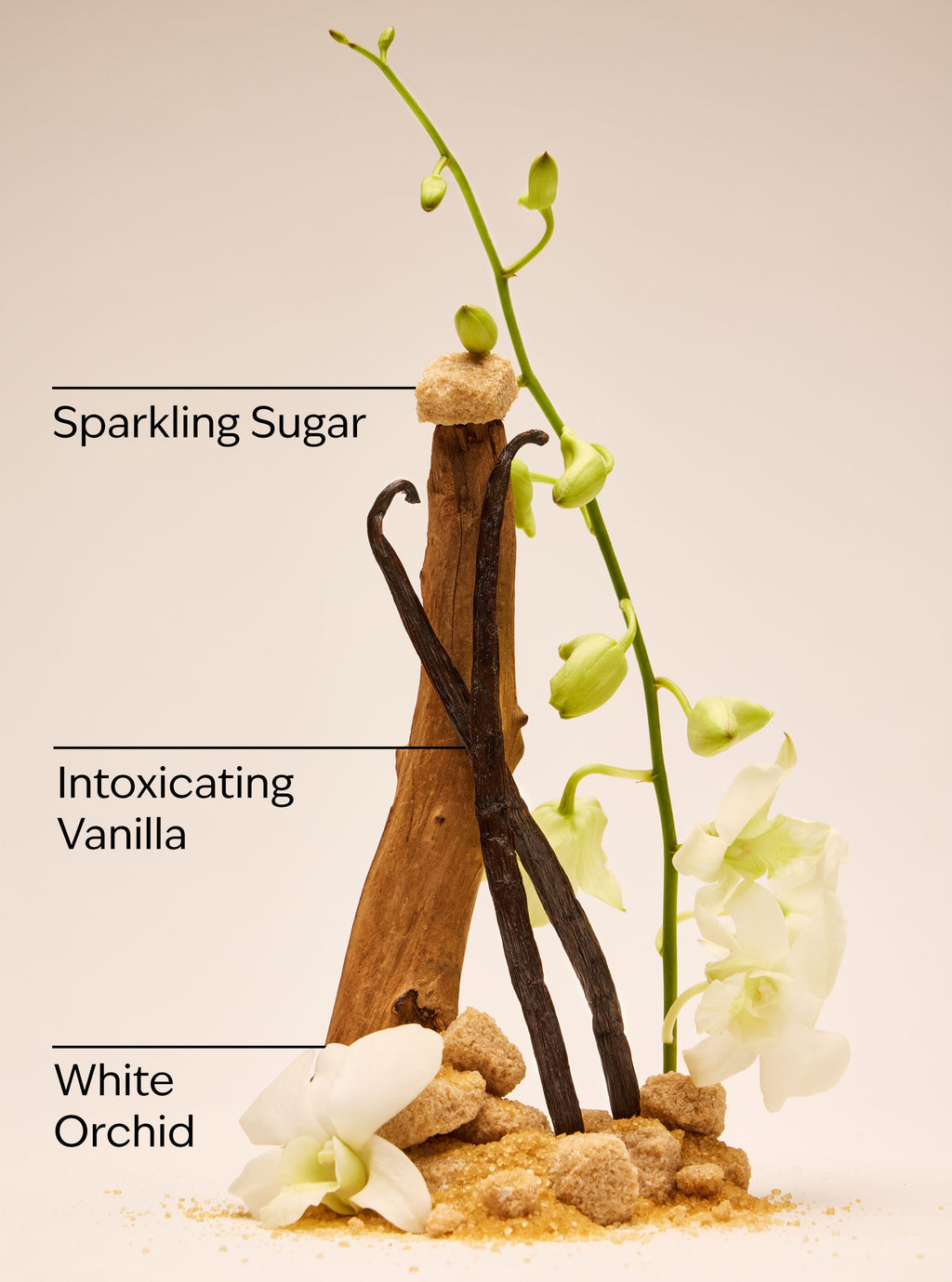 Warm Vanilla Sugar Wallflowers Refills 2-Pack