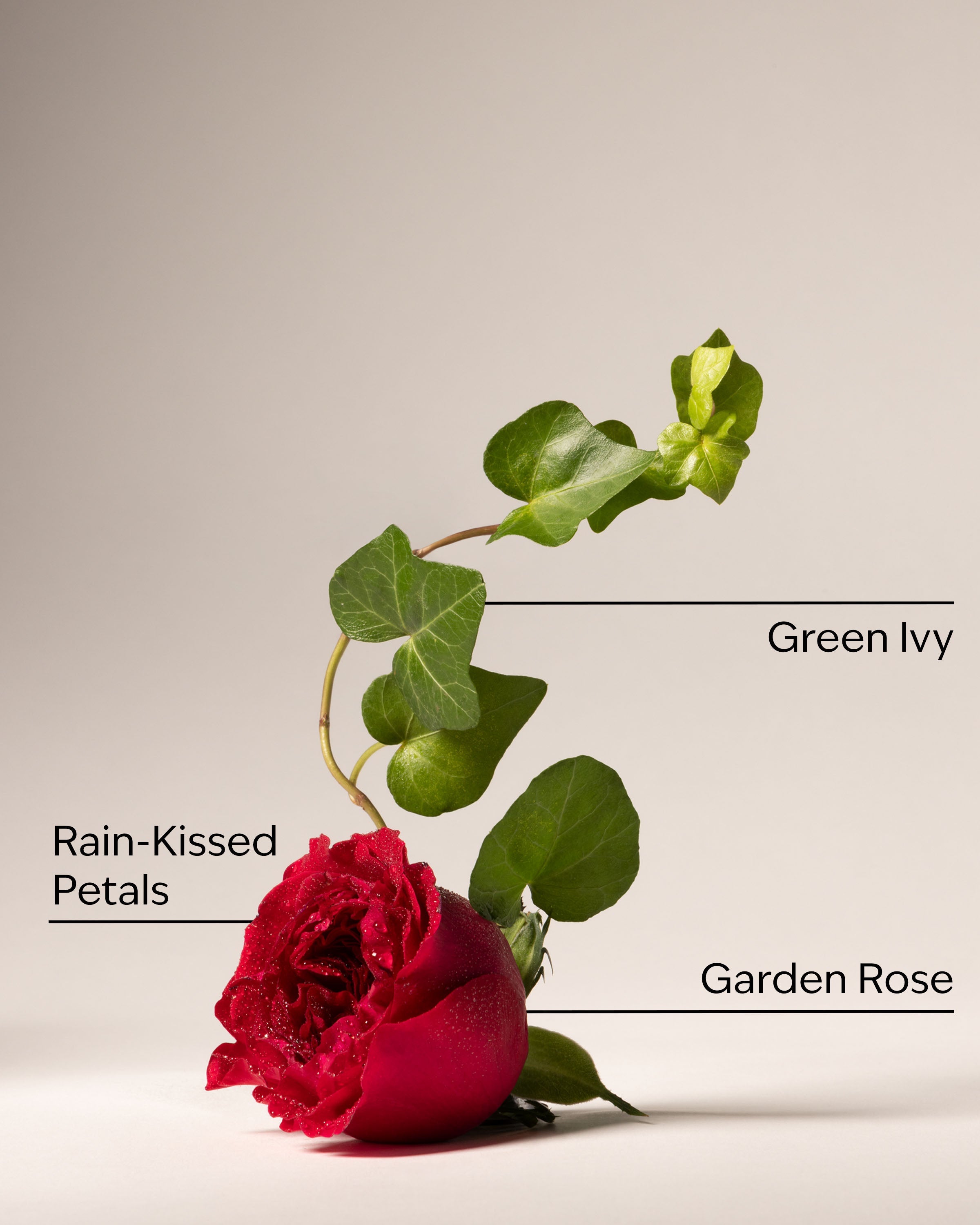 Kitchen Rose Dish Wash