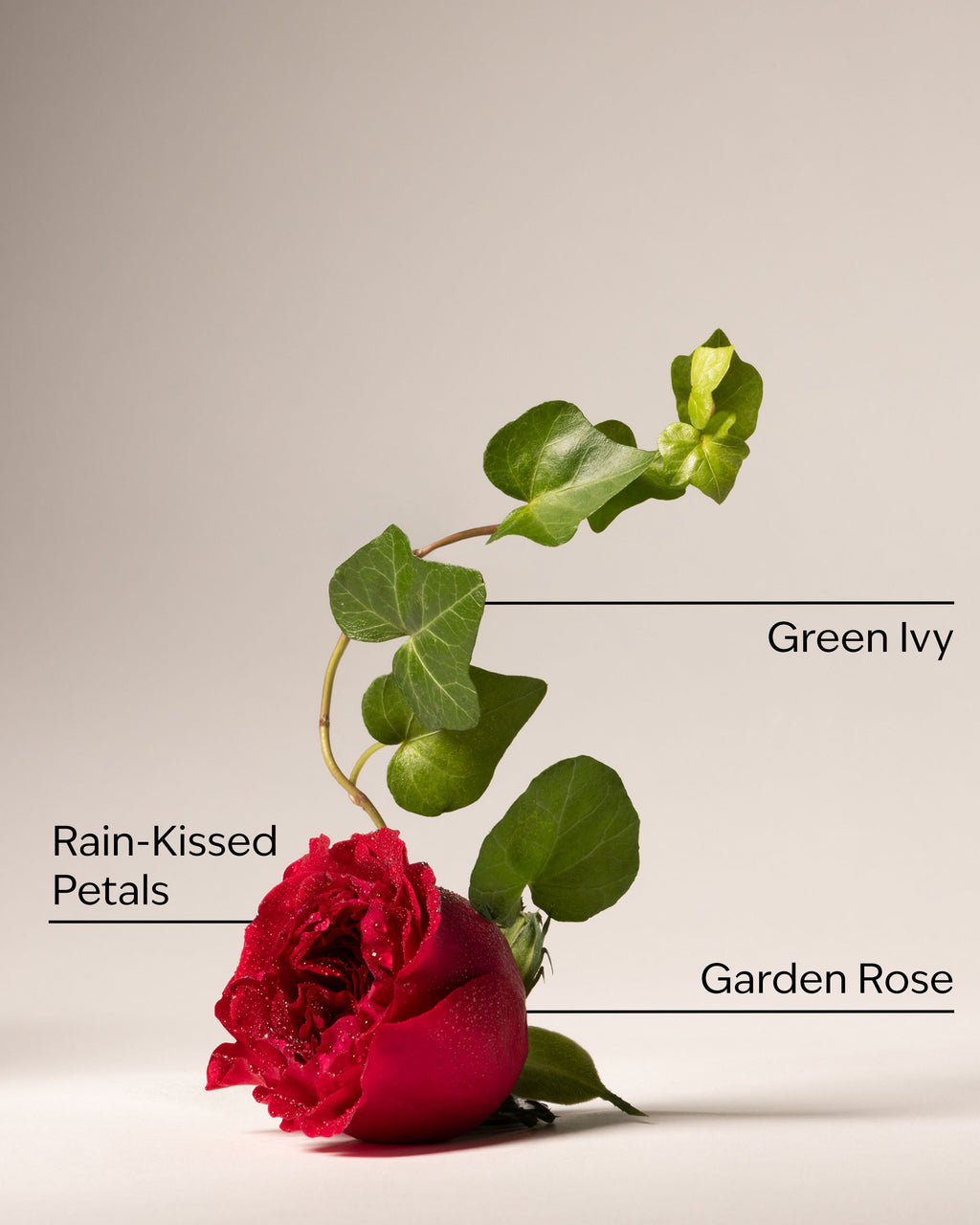 Kitchen Rose Counter Spray