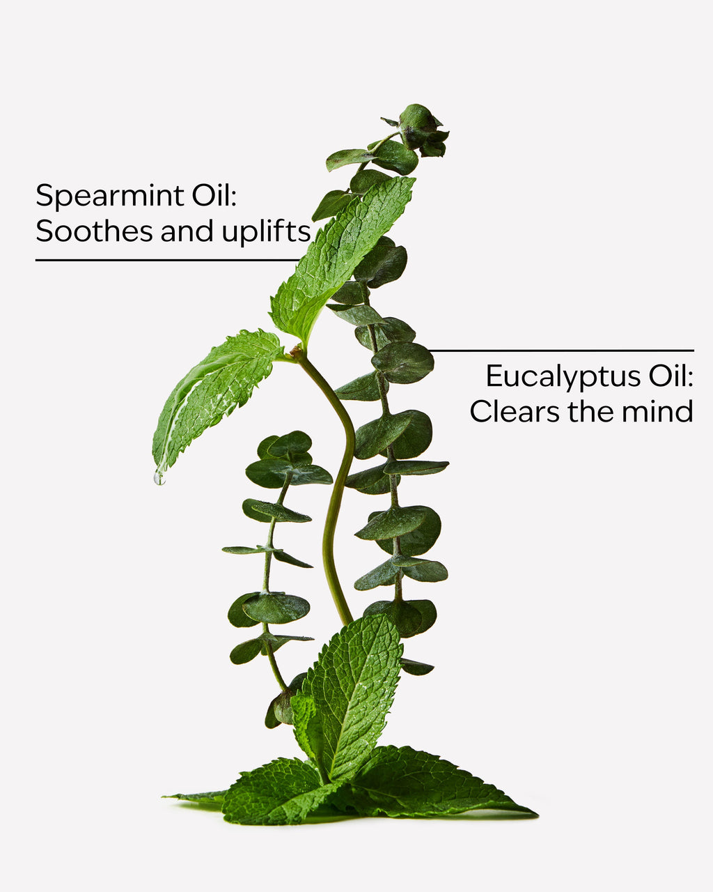Eucalyptus Spearmint Body Wash & Foam Bath